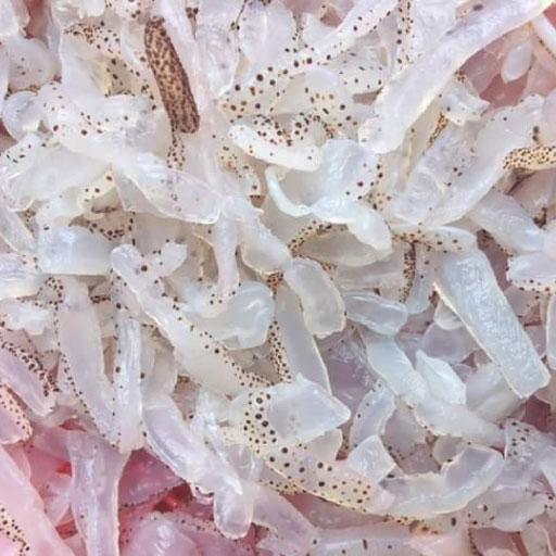 Sứa biển làm sạch