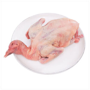 Thịt chim bồ câu