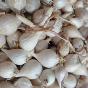 Tỏi cô đơn Lý Sơn