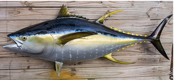 TuNa - Image 3