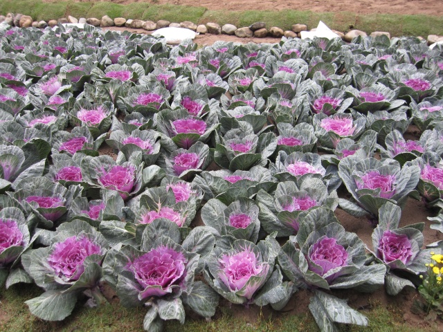 Bắp cải tím - Image 2