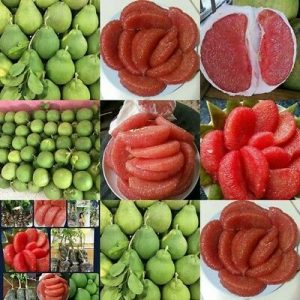 Bưởi Ruby - Image 2