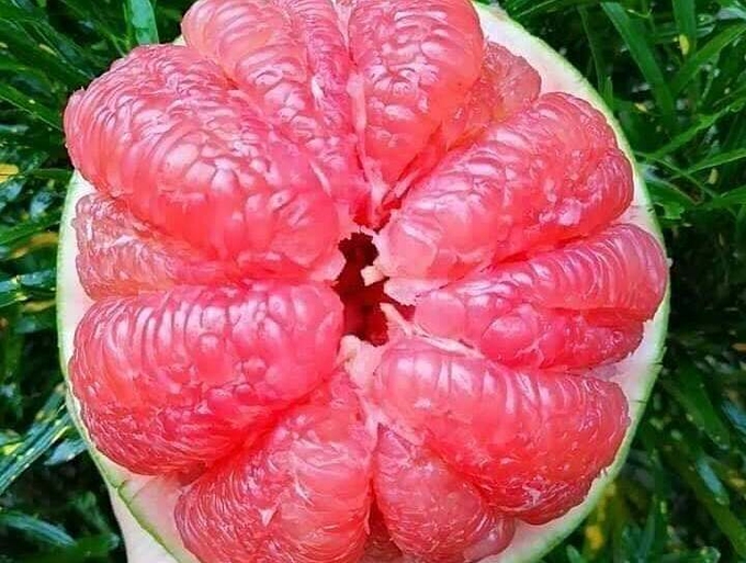 Bưởi Ruby