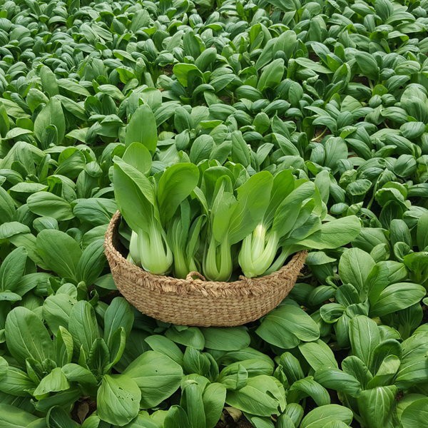 Cải thìa - Image 2
