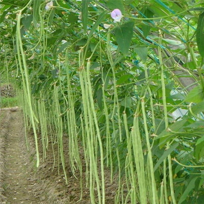 Đậu đũa - Image 3