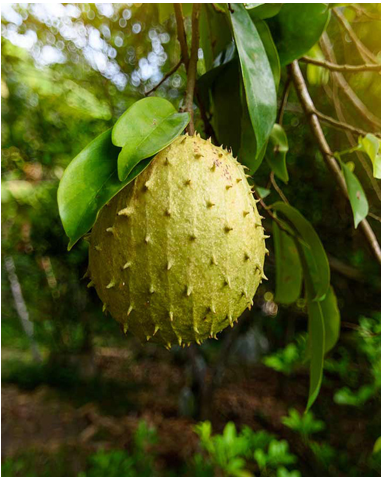 Mảng Cầu Xiêm - Image 3