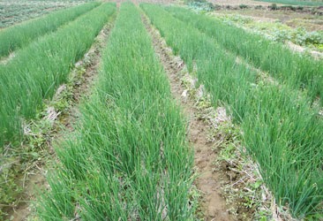 Hành Lý Sơn - Image 3