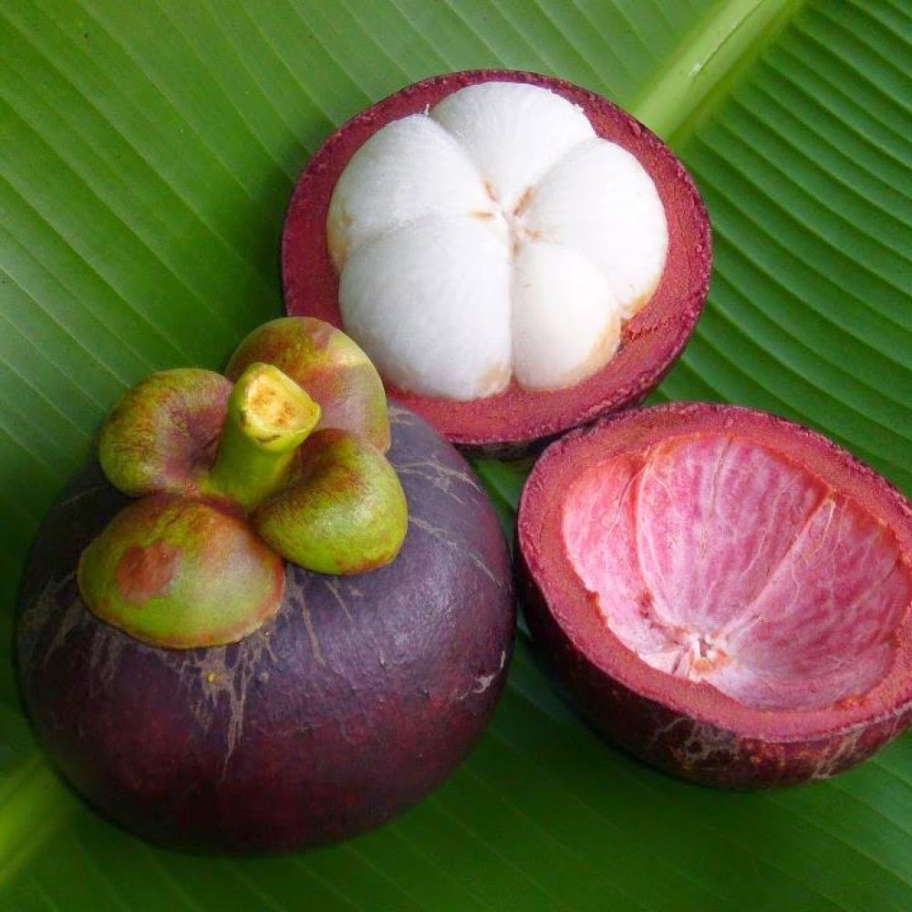 Măng Cụt - Image 4