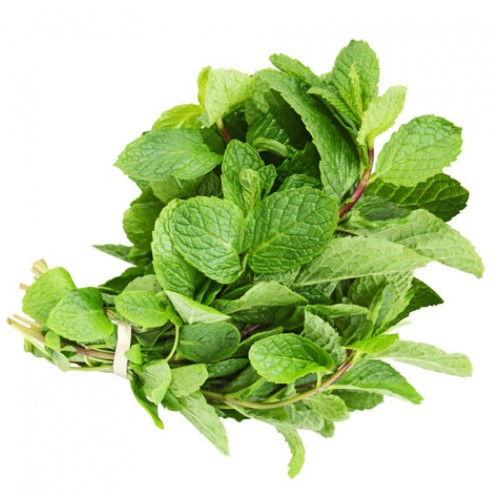 Rau húng lủi