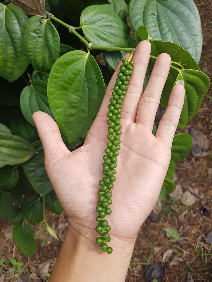 Tiêu Srilanca - Image 3
