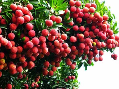 Vải thiều - Image 4