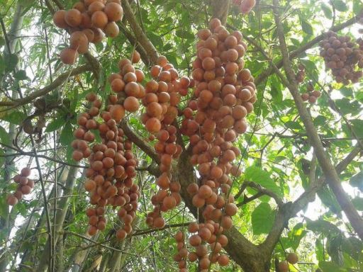 Hồng bì - Image 2