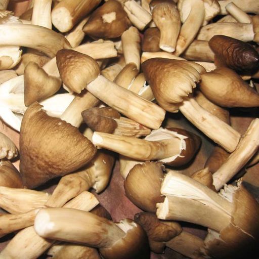Nấm mối