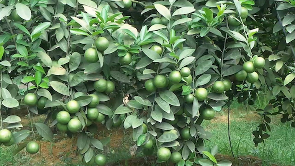 Bột chanh - Image 2