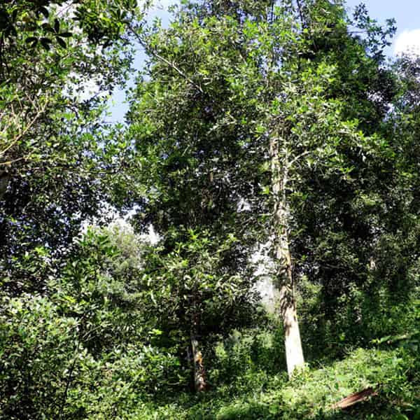 Bột hoa hồi - Image 2