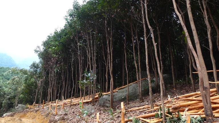 Bột quế - Image 2