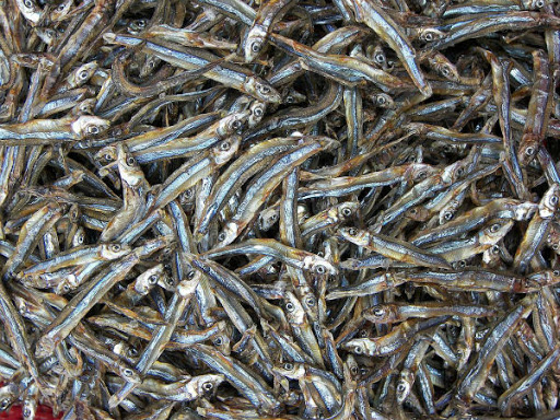 Cá cơm khô - Image 2