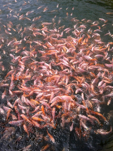 Fillet cá diêu hồng - Image 4