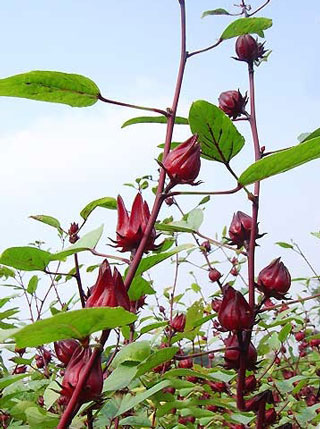 Atiso đỏ - Image 3