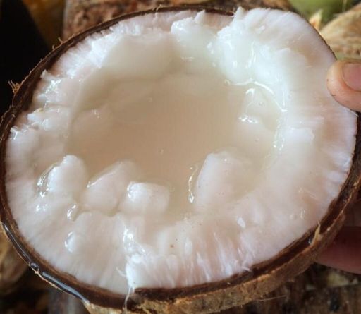 Dừa sáp - Image 2
