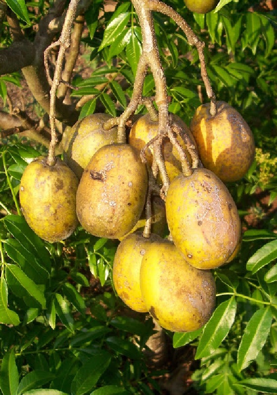 Quả cóc - Image 3