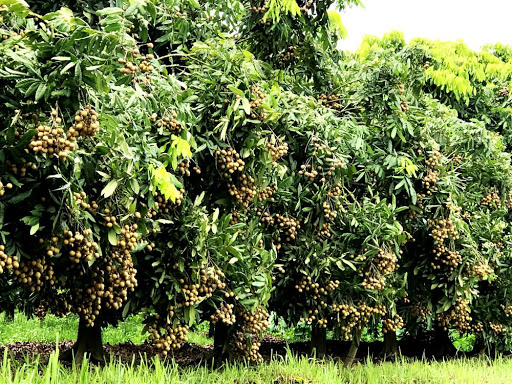 Long nhãn - Image 2