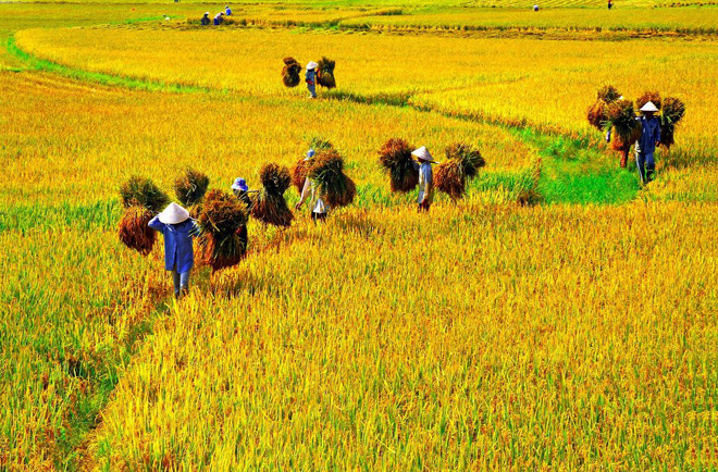 Gạo nàng thơm chợ Đào - Image 2