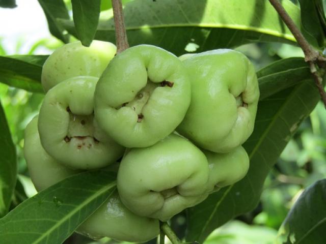Mận xanh đường - Image 2