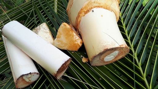 Củ hủ dừa - Image 2