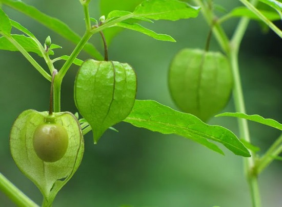 Trái tầm bóp - Image 3