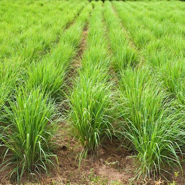 Sả sấy khô - Image 2