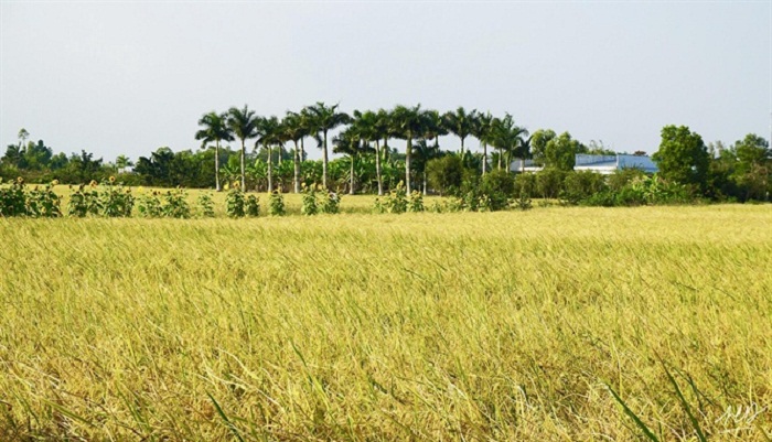Gạo ST24 Sóc Trăng - Image 3