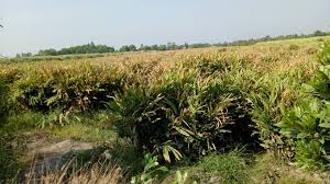 Củ Riềng - Image 2