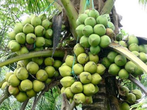 Dừa sáp - Image 3
