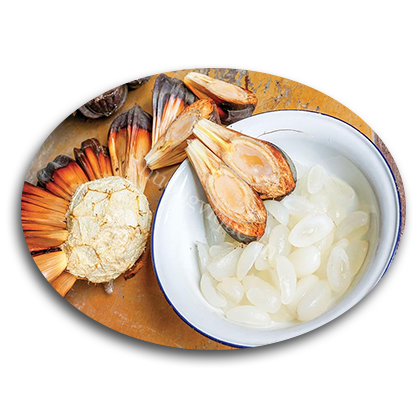Trái dừa nước