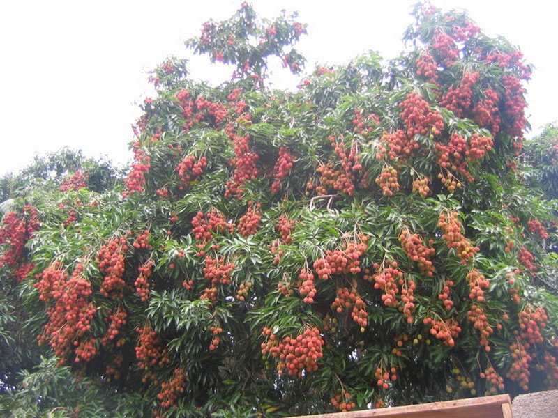 Vải khô - Image 3