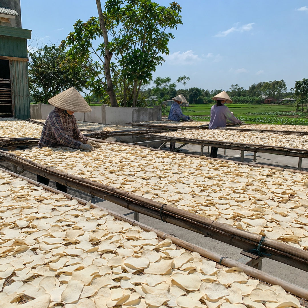 Sắn lát khô được trưng bày, phơi nắng tự nhiên, chế biến công nghiệp và sử dụng trong món sắn nấu truyền thống.